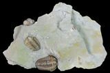 Three Flexicalymene Trilobites In Shale - Mt Orab, Ohio #165367-1
